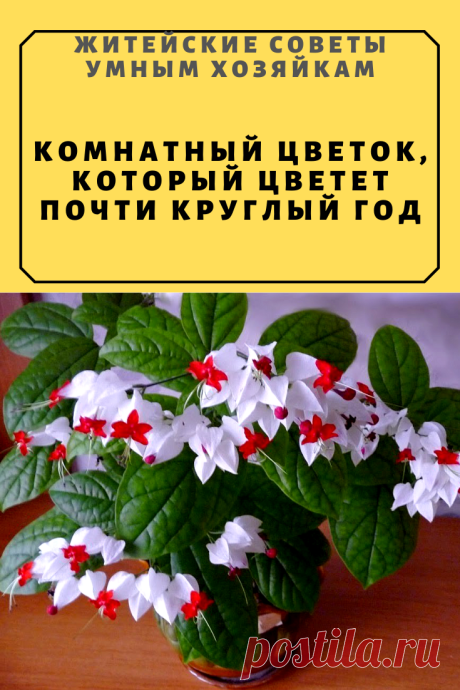 КОМНАТНЫЙ ЦВЕТОК, КОТОРЫЙ ЦВЕТЕТ ПОЧТИ КРУГЛЫЙ ГОД | Житейские Советы
