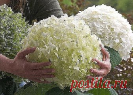 ВЫРАЩИВАНИЕ ГОРТЕНЗИИ
Сохраните, чтобы не потерять!
В этой статье разговор пойдет о гортензии. Благодаря своим красивым кустам, которые отличаются пышным и длительным цветением гортензия поистине является лучшим украшением дачного участка. Причем многие дачники совершенно справедливо называют ее «прекрасной дамой сада».
Гортензия имеет очень много разновидностей, включая те, которые продаются в горшках, - они относятся к комнатной гортензии. Существуют также гортензии, которые растут лишь на у