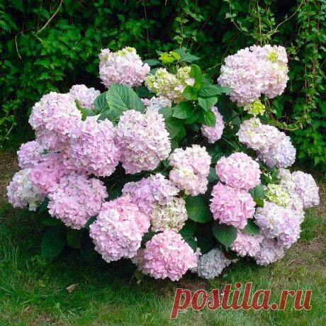 Садовое чудо - гортензия.