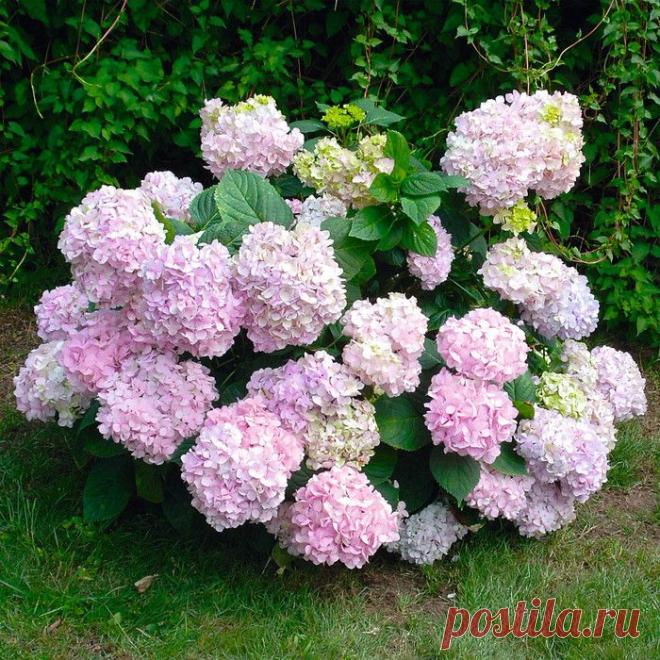 Садовое чудо - гортензия.