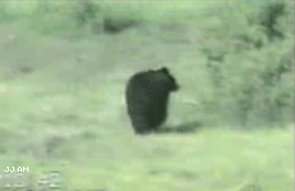 Черные Коты Люды Балиной — «Ага, попался!!!» на Яндекс.Фотках