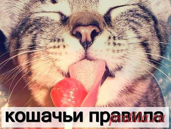 КОШАЧЬИ ПРАВИЛА
Двери:
Следи за тем, чтобы в доме не была закрыта ни одна дверь. Чтобы открыть дверь, встань на задние лапы а передними толкай её. Как только дверь открылась, совсем необязательно входить или выходить из комнаты. После того, как ты потребовала открыть входную дверь, встань в дверном проеме и задумайся о чем-нибудь. Это особенно важно в холодную погоду, в дождь, в снег, или в сезон нашествия комаров. Открывающиеся в обе стороны или вращающиеся двери нужно избегать любой ценой.