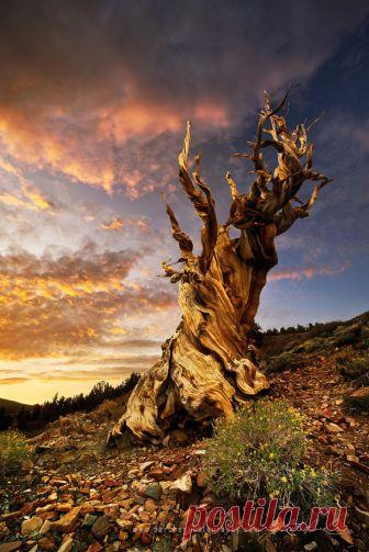 ЛЕГЕНДА О ДЕРЕВЕ