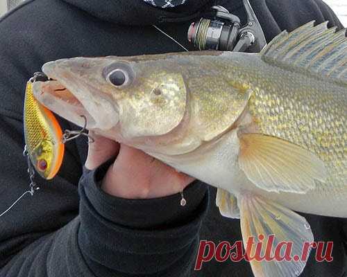 Ловля судака на ратлины - читайте на Сatcher.fish Ловля судака на ратлины. Лучшие ратлины на судака, выбор техники ловли и снастей, времени и места ловли судака на ратлин.