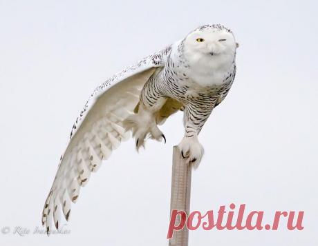 Красивые фотографии сов | Современное искусство