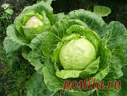 Натуральная косметика. Капуста в рецептах красоты и здоровья | Наш дом