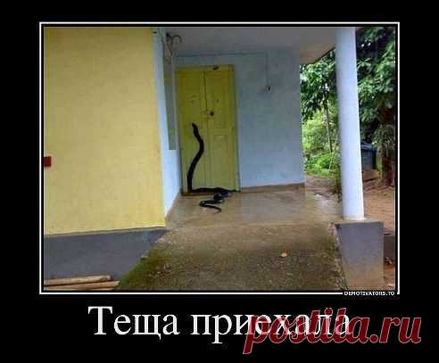 спрашивает у отца: - А как змея разговаривает? Отец, глядя на тещу: - Ну, что же вы молчите? Внук интересуется!!!))*****