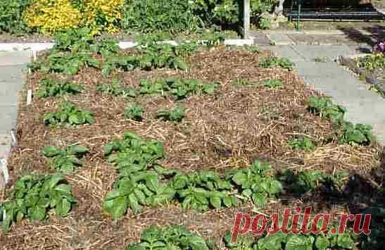 Как выращивать картофель в соломе