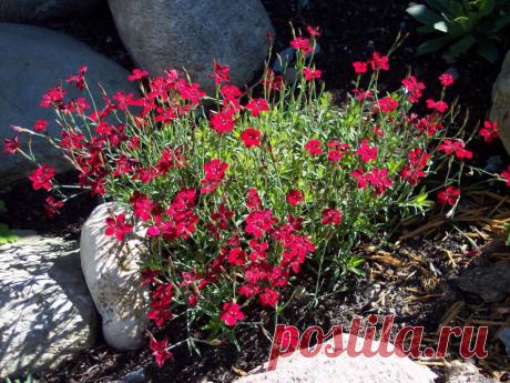 Лучший кандидат на место в песчаной сухой почве или роль на требующего поливов многолетника – гвоздика-травянка.