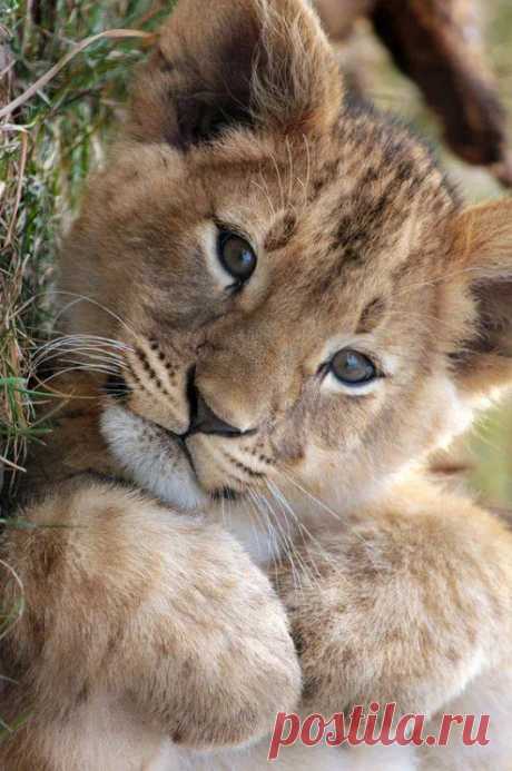 Animals - Google+