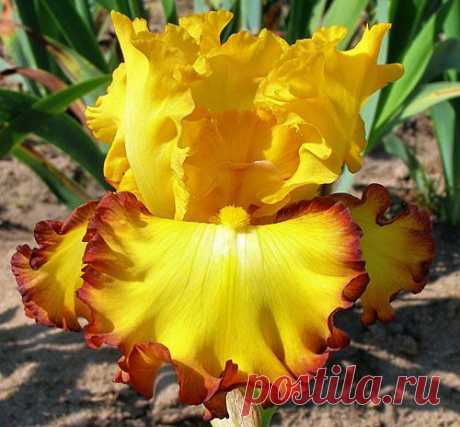 Iris 'Rim of Fire'  |  Найдено на сайте allthingsplants.com.