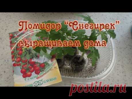 Выращивание помидора зимой дома
