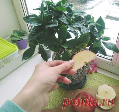 Кладу в горшок дольку яблока на ночь. Существенно облегчает уход за цветами - пользуюсь хитростью 2 года