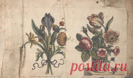 The florist, or, An extensive and curious collection of flowers, for the imitation of young ladies, either in drawing or in needle?workby A. Heckle. : Heckel, Augustin, : Free Download, Borrow, and Streaming : Internet Archive