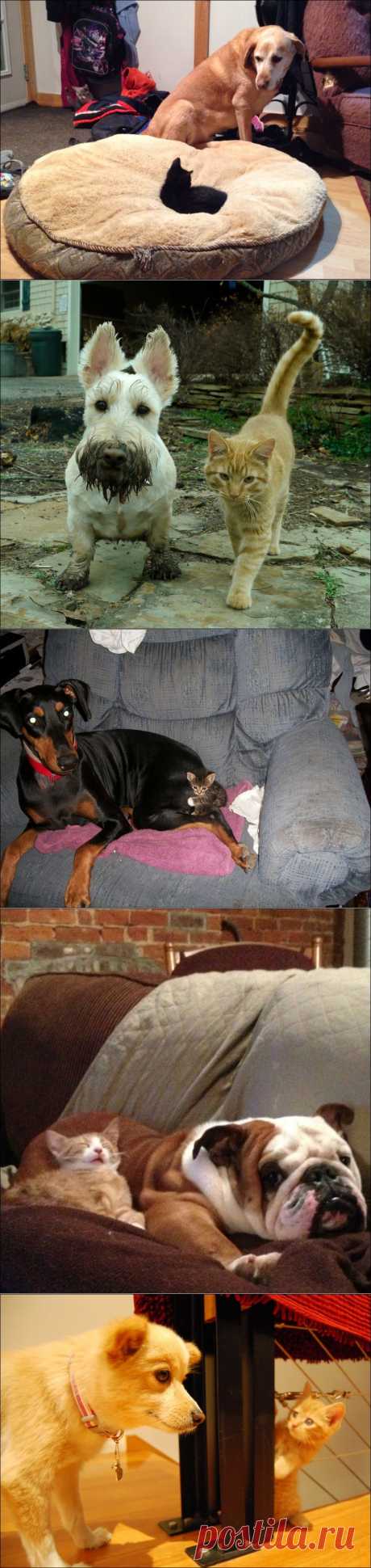 Коты и собаки (31 фото) | Прикол.ру — приколы, картинки, фотки и розыгрыши!