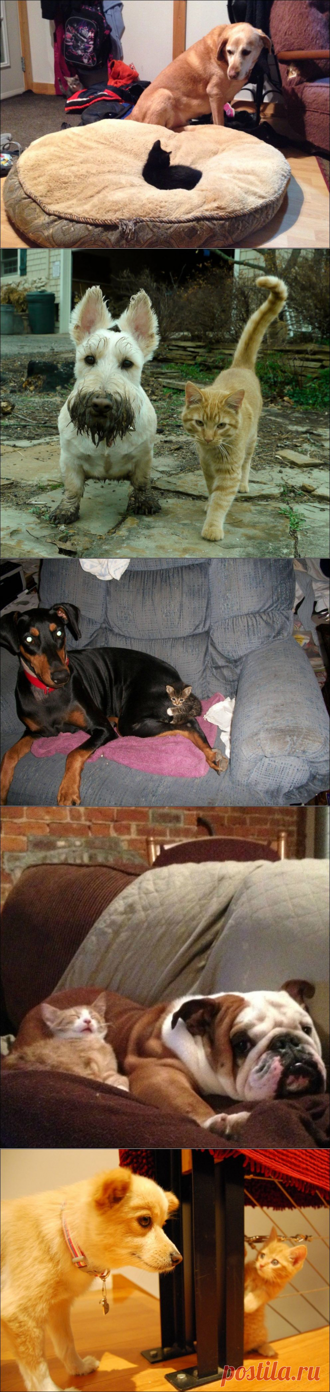 Коты и собаки (31 фото) | Прикол.ру — приколы, картинки, фотки и розыгрыши!