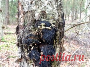 Чага или трутовик косой | Полезные лесные растения