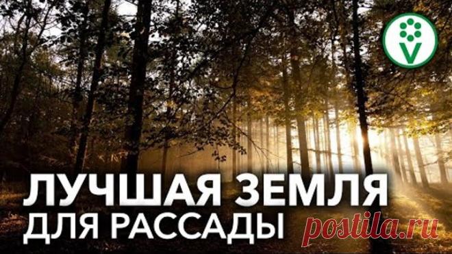 ЛУЧШИЙ ГРУНТ ДЛЯ РАССАДЫ НЕ СТОИТ НИ КОПЕЙКИ! Земля для рассады своими руками