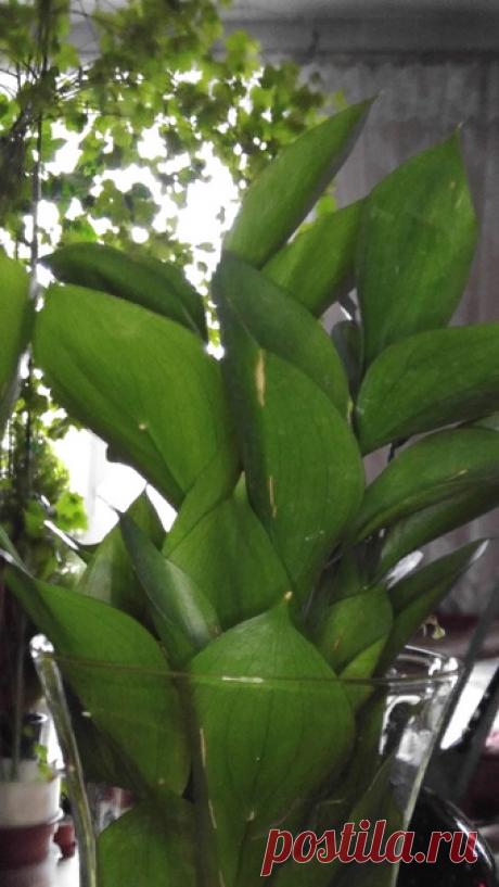 Здравствуйте! Можно задать вопрос? Не подскажите, что это за растение? Осталось после подаренного букета 10 месяцев назад. Выбросить рука не поднялась, так как листья живые. Но стоит столько времени и корней не даёт ( только что-то похожее на цветение появилось под листьями... Вы не знаете кто это и как оно размножается?😊 Заранее благодарю!❄❤❄