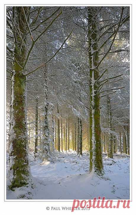 Зимний лес.