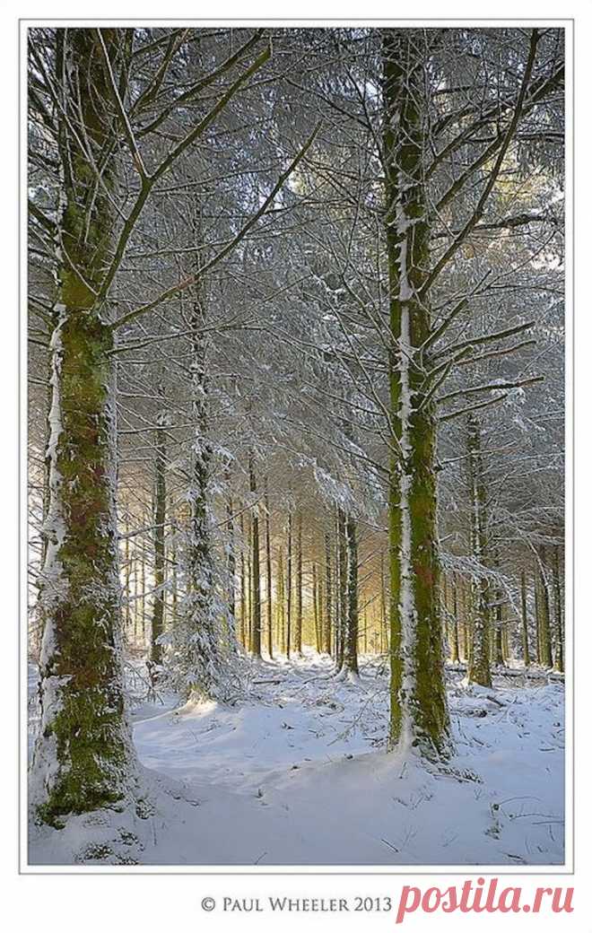 Зимний лес.