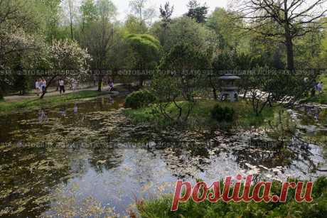 Японский сад в Главном ботаническом саду в Москве весной. Главный ботанический сад имени Н. В. Цицина РАН, Москва, Россия. (2013 год) Редакционное фото, фотограф Ilaronsia / Фотобанк Лори