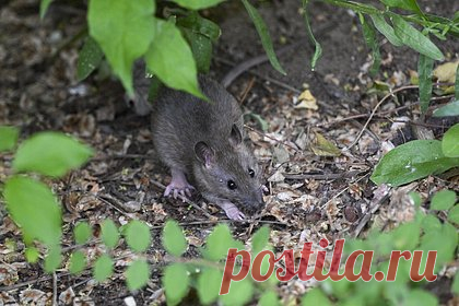 Полчища крыс захватили район города и заставили жильцов облачиться в защитные костюмы