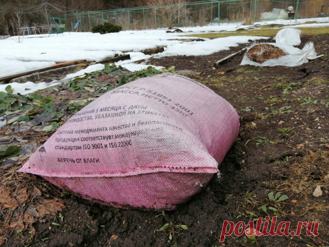 Соседи спросили, для чего на моих грядках лежат мешки. В мешках удобрения | ДАЧНИК НЕ ДАЧНИКУ | Яндекс Дзен