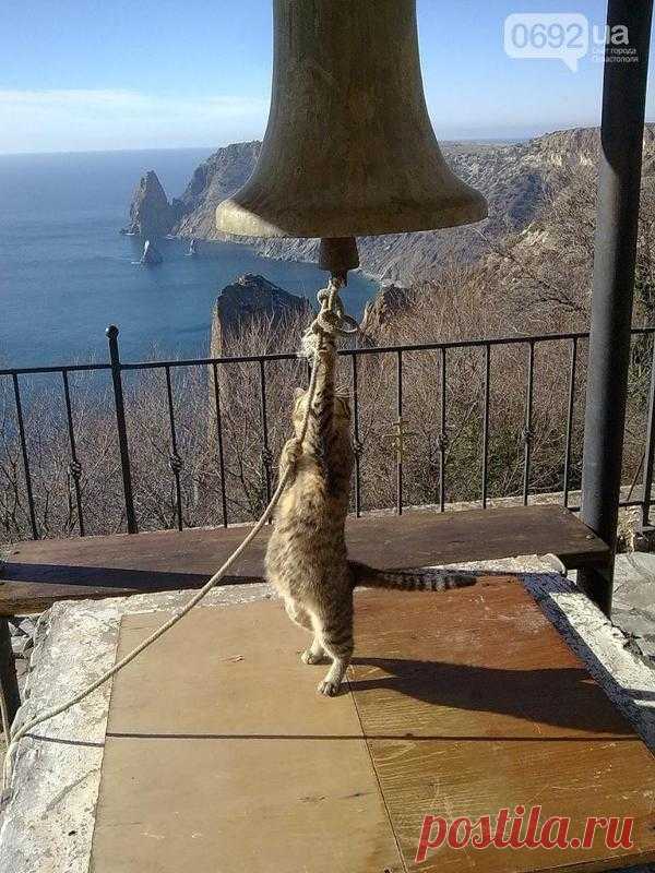 ВСЕ КОШКИ ПОПАДАЮТ В РАЙ