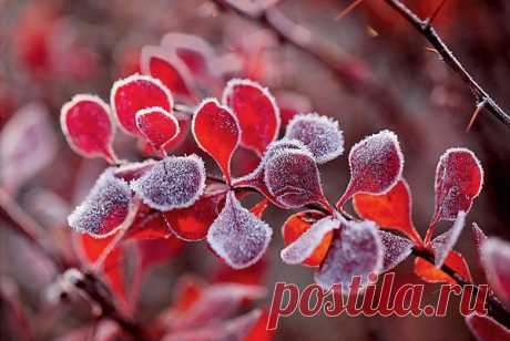 Раскрываем секреты барбариса — самые яркие сорта - Экологическое землетворчество | Экологическое землетворчество