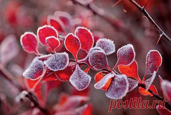 Раскрываем секреты барбариса — самые яркие сорта - Экологическое землетворчество | Экологическое землетворчество