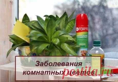 Заболевания комнатных цветов Вероятно, каждый цветовод хотя бы раз в жизни сталкивался с ситуацией, когда одно или несколько растений, казалось бы, без причины начинают чахнуть или гибнуть.На самом деле, причины угнетенного состояния всегда есть , и задача цветовода - правильно определить и устранить их. Итак, в чам...