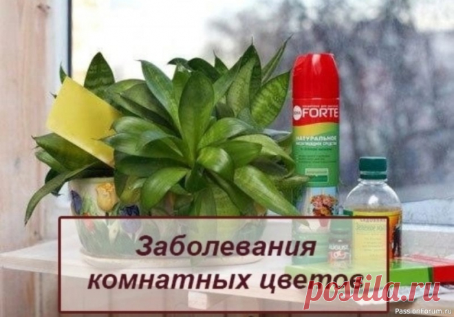 Заболевания комнатных цветов Вероятно, каждый цветовод хотя бы раз в жизни сталкивался с ситуацией, когда одно или несколько растений, казалось бы, без причины начинают чахнуть или гибнуть.На самом деле, причины угнетенного состояния всегда есть , и задача цветовода - правильно определить и устранить их. Итак, в чам...
