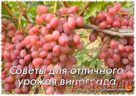 Советы для отличного урожая винограда
Любой, даже начинающий садовод, может с успехом найти идеальный вариант при выборе места на своем дачном участке для посадки винограда, который ценится во всем мире. До недавнего времени его выращивание было не очень распространено в средней полосе России. 
Из года в год селекционеры создают все новые сорта, более устойчивые к низким температурам, болезням и вредителям винограда. Климат также стал мягче, и зимы не наносят большого вреда винограду.
О