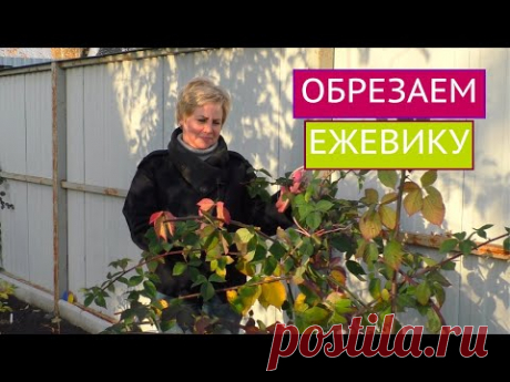 КАК ПРАВИЛЬНО ОБРЕЗАТЬ ЕЖЕВИКУ ПОД ЗИМУ!