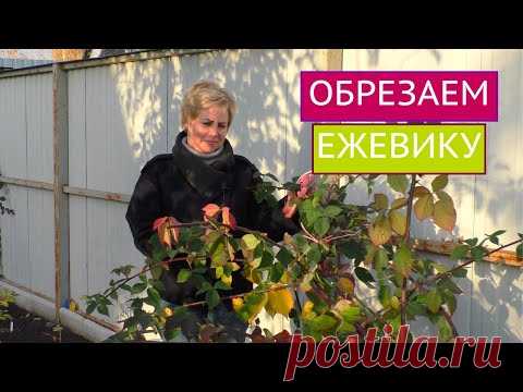 КАК ПРАВИЛЬНО ОБРЕЗАТЬ ЕЖЕВИКУ ПОД ЗИМУ!