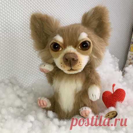 Маленькая Чихуахуа с большим сердцем!🐕Не лает, не кусает , только согревает!☀️. Малышка ростом 16см до ушей. Появилась благодаря совместным усилиям с Катей Макогон @katyamakogon 🤗🤗. #chihuahua#toydog #чихуахуа #собачка #игрушкасобака #портретпитомца #собака #мастеркрафт#dog #toy #artist #artlife  #teddybear #мишкитедди #собачкатедди #artoninstagram  #toyterrier #dogportrait #dog  #memorypet #memorydog  #chihuahualove #Chihuahuapotogram #creamwhite #仲良しこよし #体型全くちゃうから可愛らし...