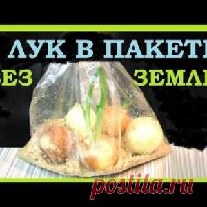 Как вырастить лук без земли в пакете - МирТесен