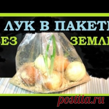 Как вырастить лук без земли в пакете - МирТесен
