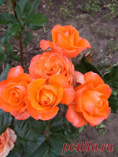 12 ПРИЧИН УГНЕТАЮЩИЕ РОЗУ. БОЛЕЗНИ И ВРЕДИТЕЛИ РОЗ Каждому цветоводу хочется иметь в саду только здоровые растения . Но их желания не всегда совпадают действительностью! Не смотря на хороший уход — розы в саду часто имеют угнетённый вид. Своевременные…