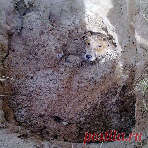 Нет предела человеческой жестокости