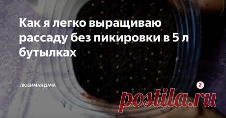 Как я легко выращиваю рассаду без пикировки в 5 л бутылках | Любимая Дача | Яндекс Дзен