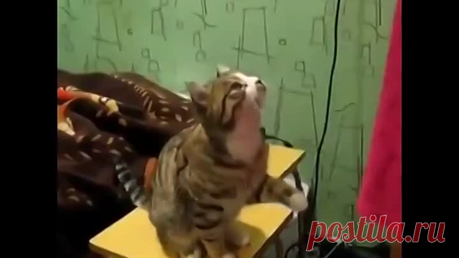 Кот обучает, как его надо гладить