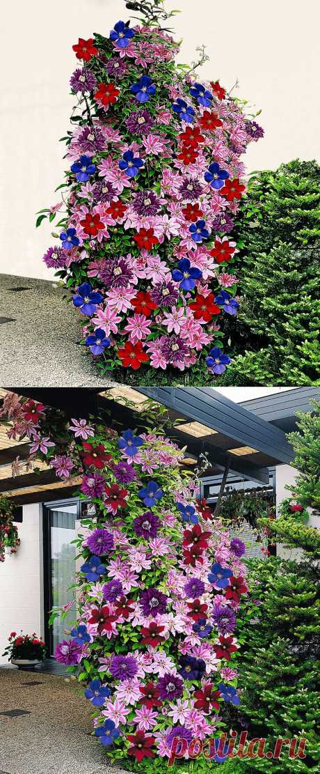 Клематис, смесь сортов
Clematis Mixed | Trees and Shrubs from Spalding Bulb