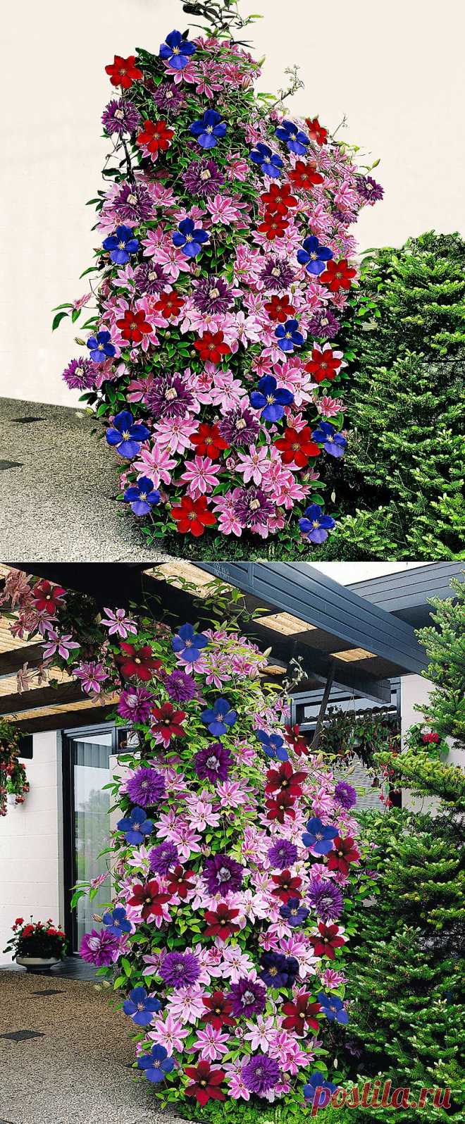 Клематис, смесь сортов
Clematis Mixed | Trees and Shrubs from Spalding Bulb