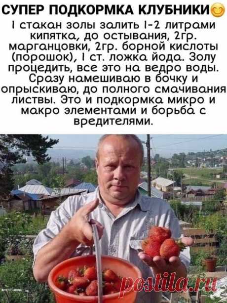 Вкопилку дачных полезностей - подкормка для клубники