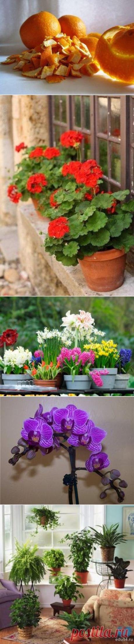 КОМПОТ ДЛЯ ДОМАШНИХ ЦВЕТОВ | Мамам, женщинам, бабушкам и очень любознательным.