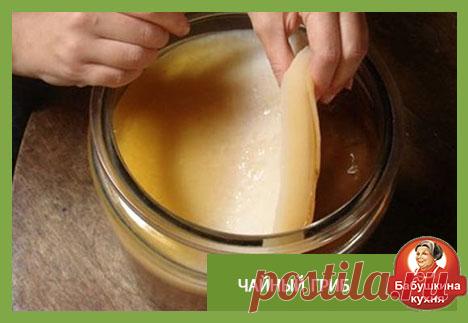 Свойства чайного гриба: рецепт польза и вред.