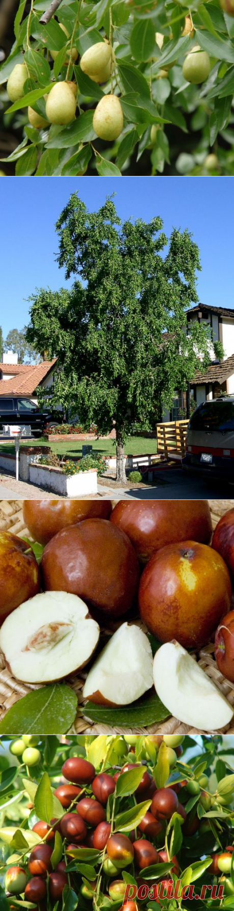 Зизифус, или Ююба — китайский финик. Уход, выращивание, размножение. Фото - Ботаничка.ru