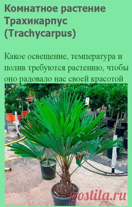 Комнатное растение Трахикарпус (Trachycarpus). Свое название эта группа пальм получила благодаря твердым плодам (греч. trachys - "грубый", "твердый", karpos - "плод"). В природе это веерная пальма с прямым стволом высотой до 10-12 м и продолговато-округлыми листьями, разделенными на сегменты до всего основания. Черешки листьев с мелкими шипами.